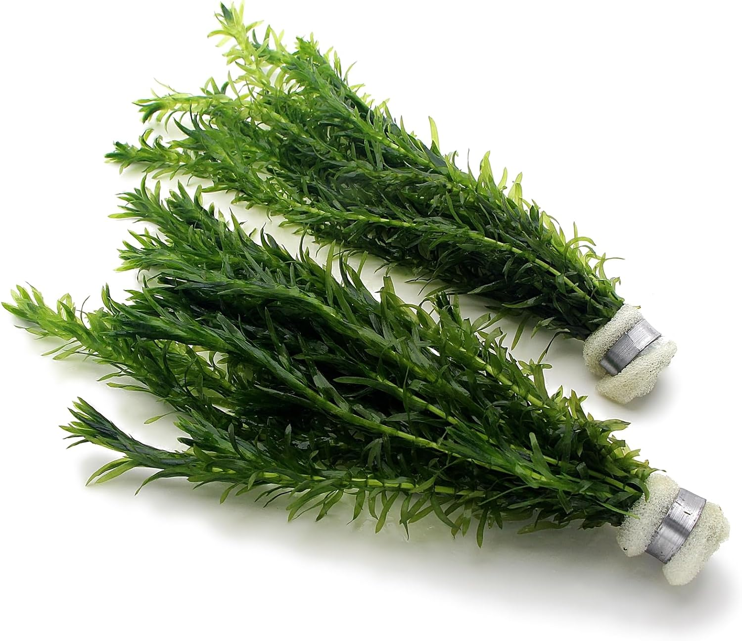 2 Bunches 20 Stems Elodea Densa Live Aquarium Plants Oxygenating Weed Live Pond