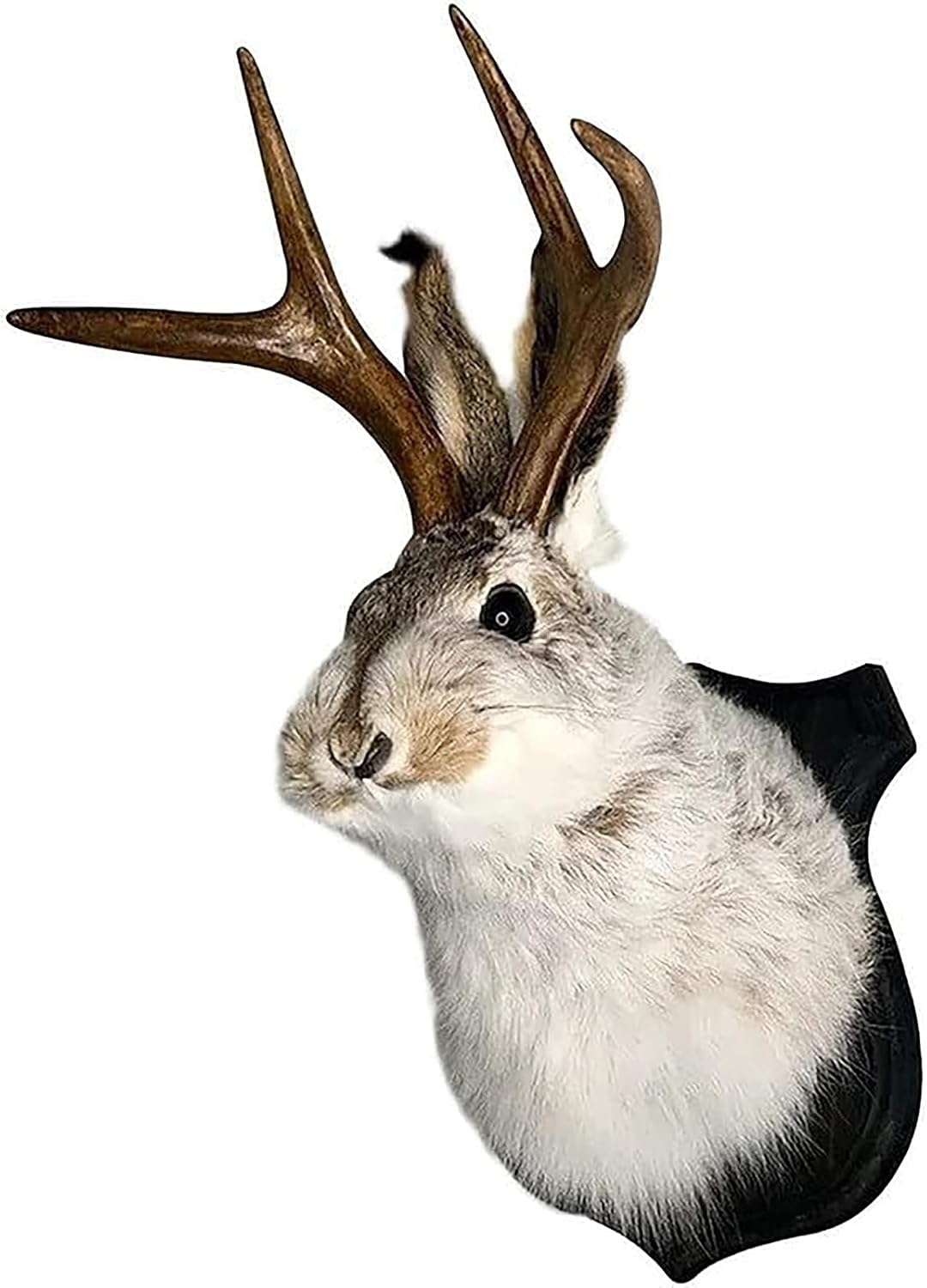 Jackalope Mount, Jackalope Taxidermy, Animal Head Wall Decor, Deer Head Wall Mou