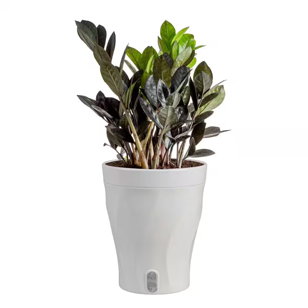 Trending Tropical Raven ZZ Indoor Plant in 6 In. Self-Watering Planter, Avg. Shipping Height 1-2 Ft. Tall