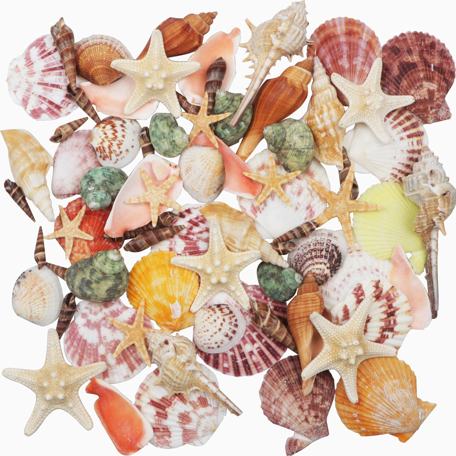 Sea Shells Mixed Beach Seashells 9 Kinds 1.2