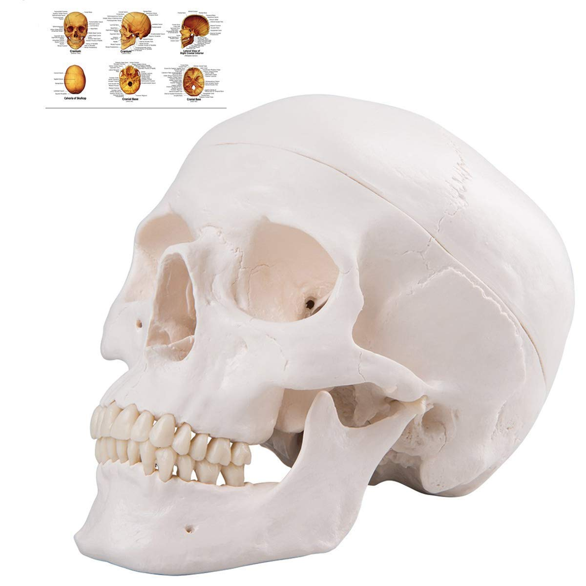 Human Skull Anatomical Model, Life Size Replica Adult Human Anatomy Head Model with Removable Skull Cap and Articulated Mandible, Labeled Diagram Poster Included