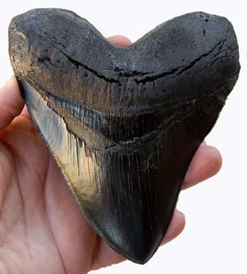 Prehistoric Planet Store 5.5 Inch Megalodon (Carcharodon Megalodon) Tooth, Black with Serrations (Replica) #126