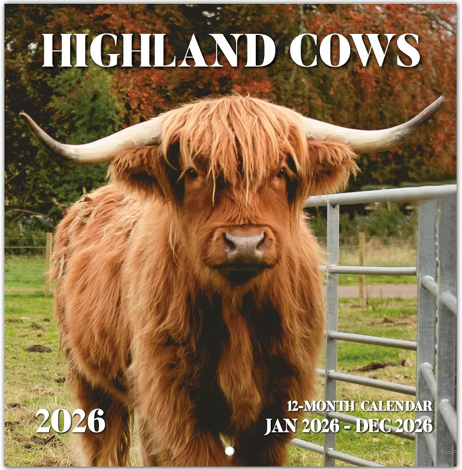 2026 Calendar, Highland Cows Monthly Wall Calendar 2026 Runs from Nov 2025 – Dec 2026, Hanging Wall Calendar, 11.6