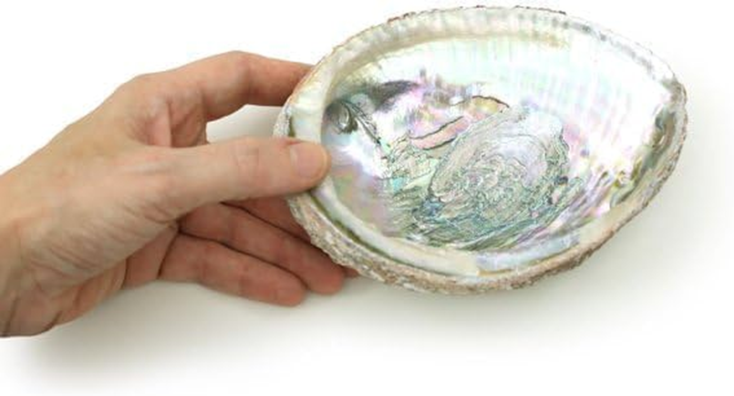 1Pc Colorful Fashionable Large Abalone Shell Bowl,4-4.5 Inch Exquisite Natural Sea Shell Smudge Bowl for Sage Burning and Incense for Decor,Display and Great Gift,Incense and Incense Holders