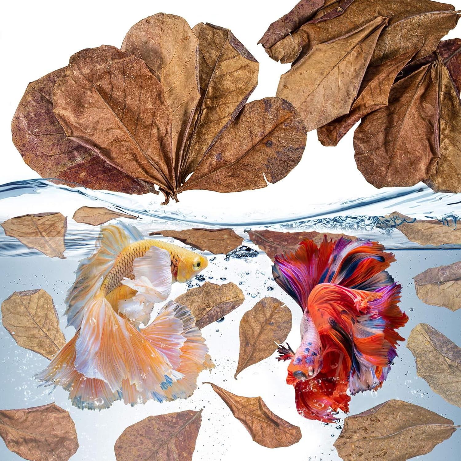30 Indian Almond Leaves for Betta - Large Catappa Aquariums Almond Water Conditioner Aquarium Shrimp Tank Betta Tank Decorations Leaf Hammock Fish Tank Accessories