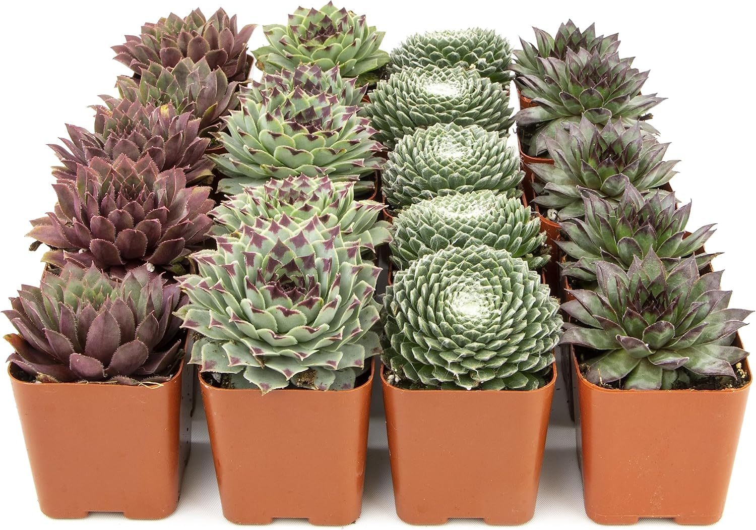 Succulent Plants | 20 Sempervivum Succulents | Rooted in Planter Pots with Soil | Real Live Indoor Plants | Gifts or Room Decor by