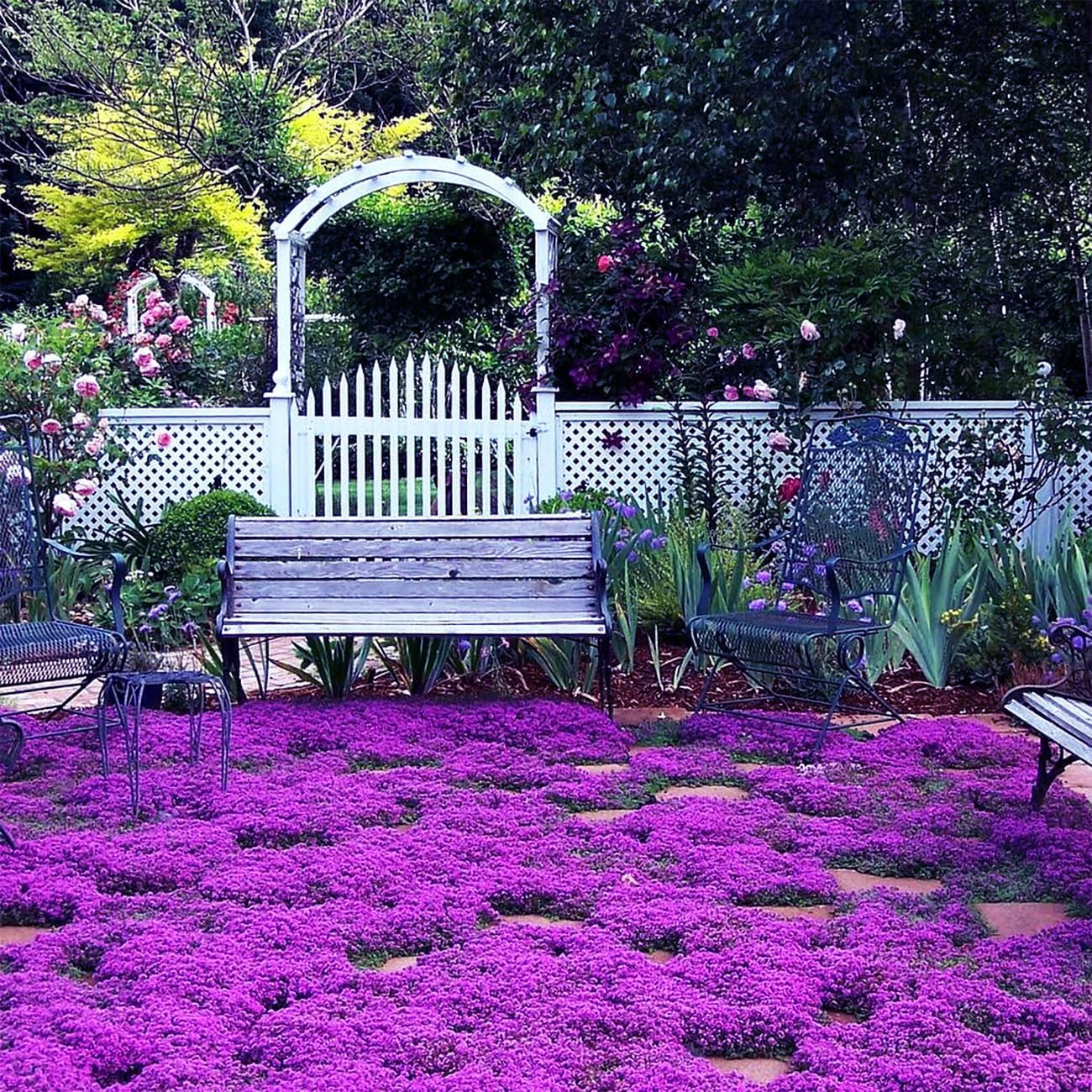20000+ Magic Purple Creeping Thyme Seeds for Planting Ground Cover Plants Heirloom Flowers Perennial Thyme Non-Gmo Thymus Serpyllum Seed