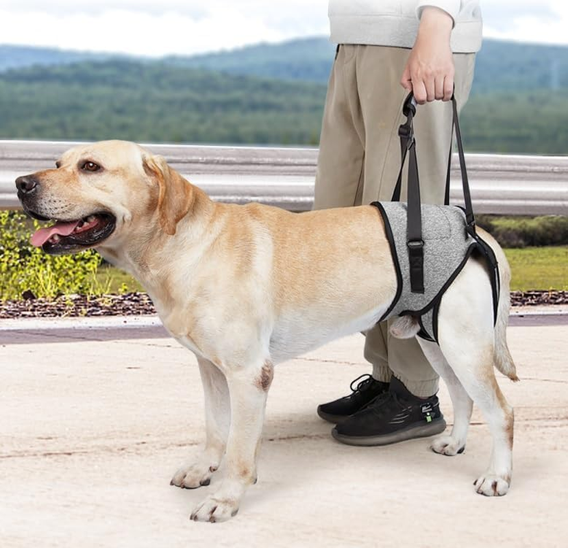 Dog Lift Harness, Dog Sling for Medium Large Dogs, Adjustable Dog Support Har... - Picture 8 of 14
