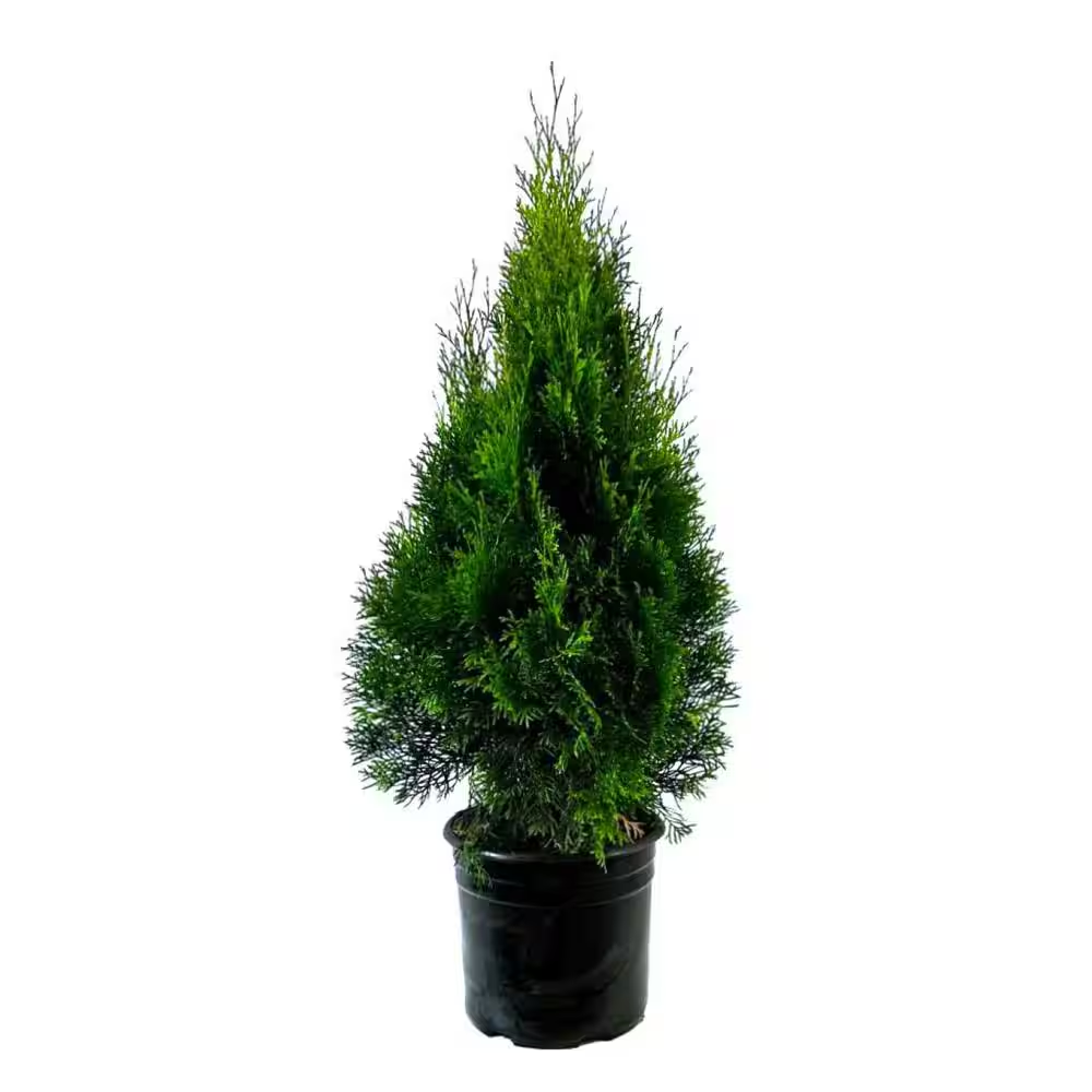 2.25 Gal. Emerald Green Arborvitae (Thuja) Live Evergreen Shrub