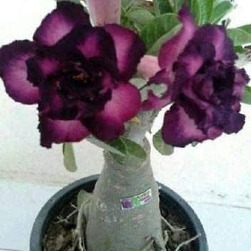 Thronesfarm 4 Purple Black Desert Rose Adenium Flowers Seeds Flower Perennial