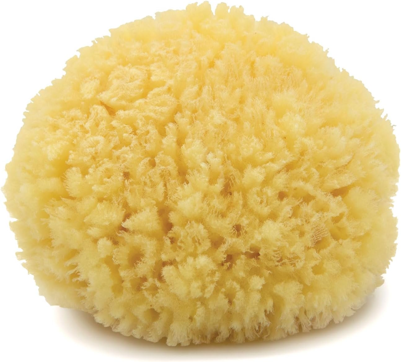 Neptune Caribbean Sea Sponge, Medium, Approx. 5-6 Inches