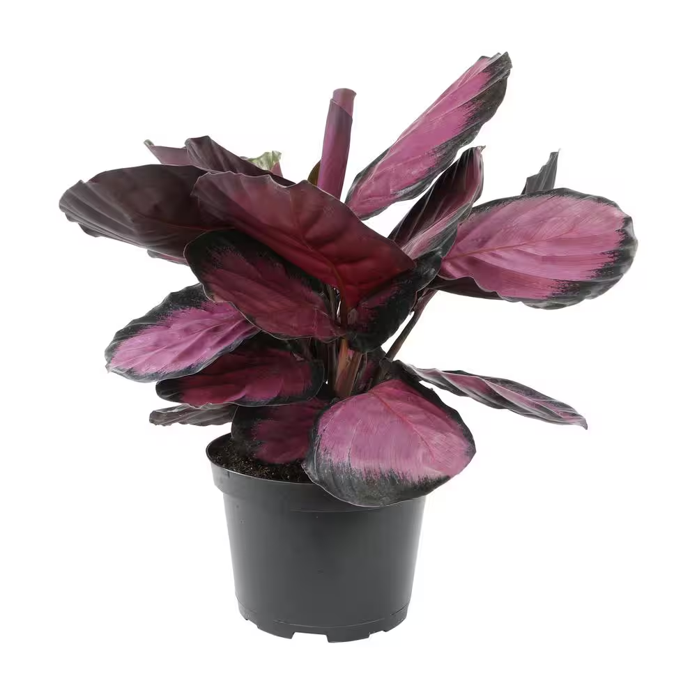 6 In. Calathea Roseopicta Rose Painted Calathea Live Purple House Plant Pot