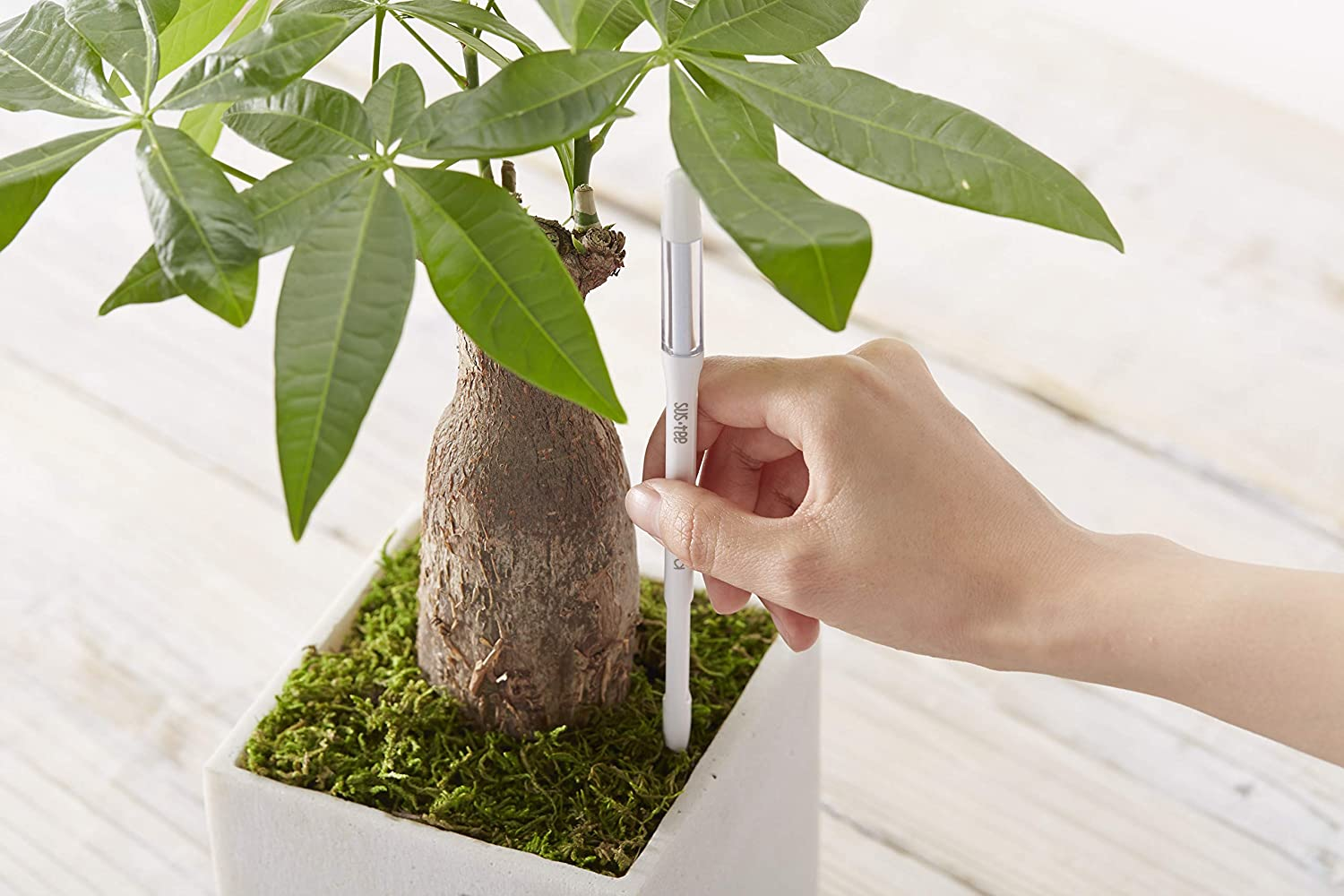 SUSTEE Watering Indicator (Set of 2) - Tells You When to Water - Works for Al... - Picture 7 of 15