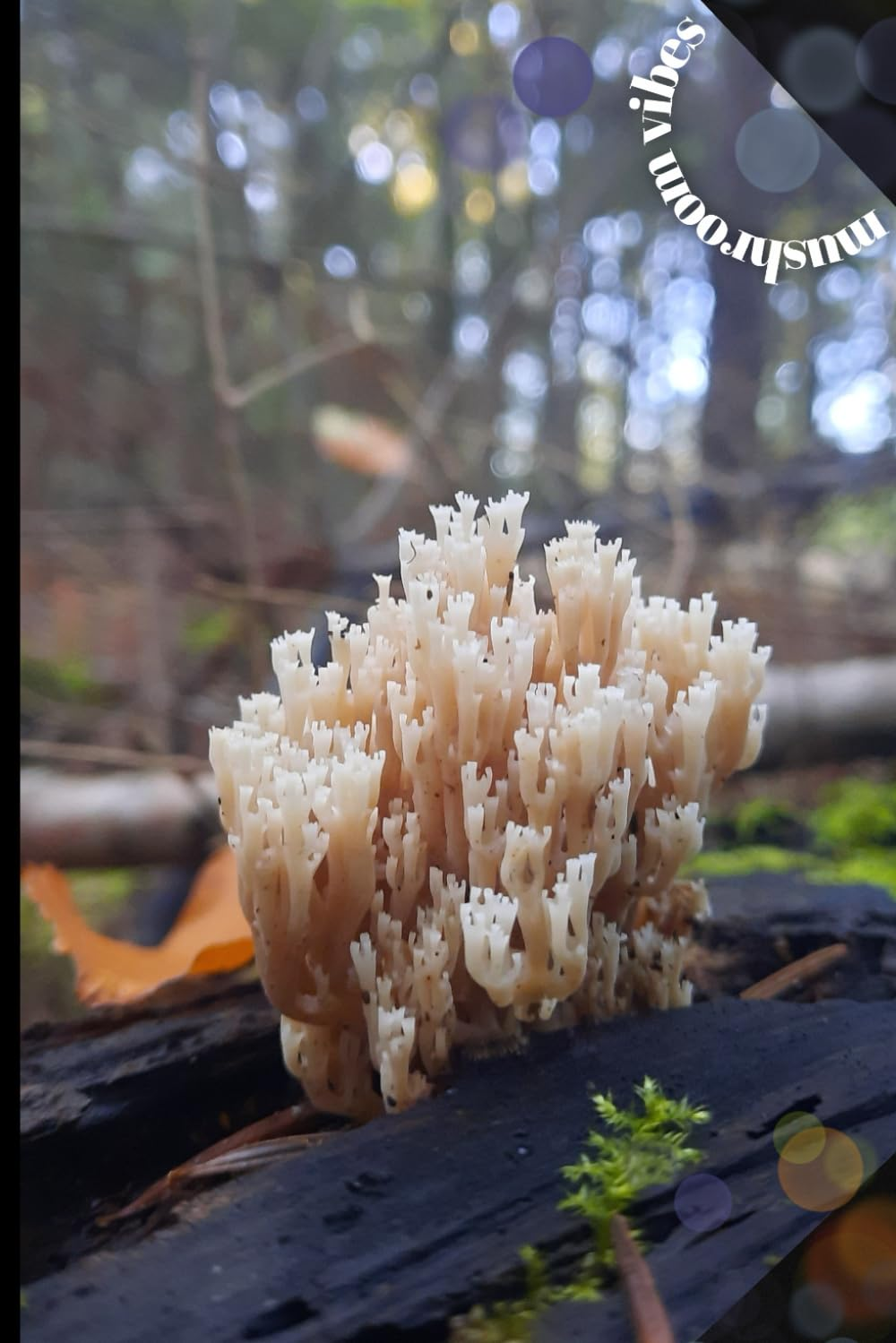 All-purpose NOTEBOOK, convenient size 6x9 in, 98 squared pages + 1 coloring page + 1 page with calendar 2022-2027, with beautiful matte cover: Perfect ... school, college, in the office - you decide.