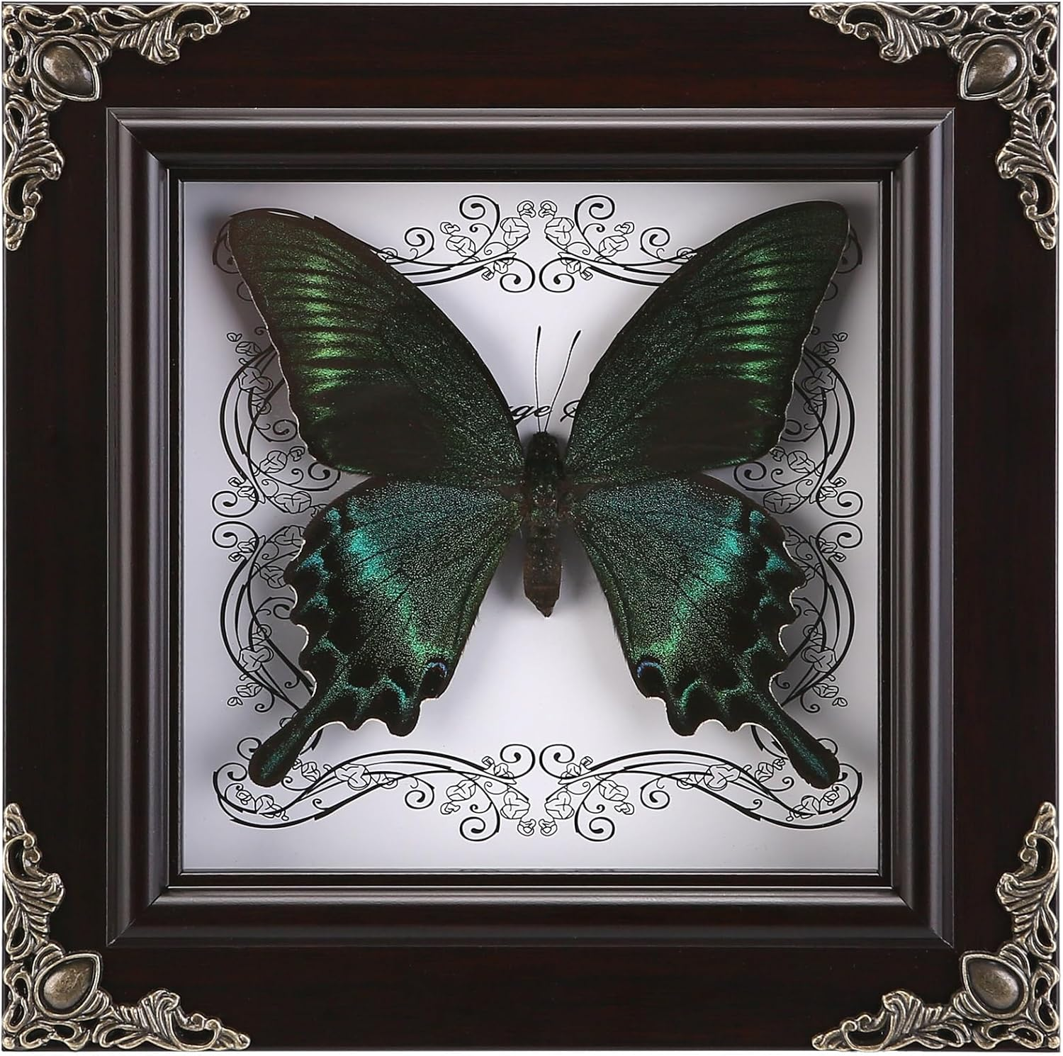 Real Butterfly Framed Handmade, Taxidermy Butterfly Shadow Box Collection, Framed Butterfly Taxidermy for Gothic Home Decor (A_Green-Banded Queen Butterfly)