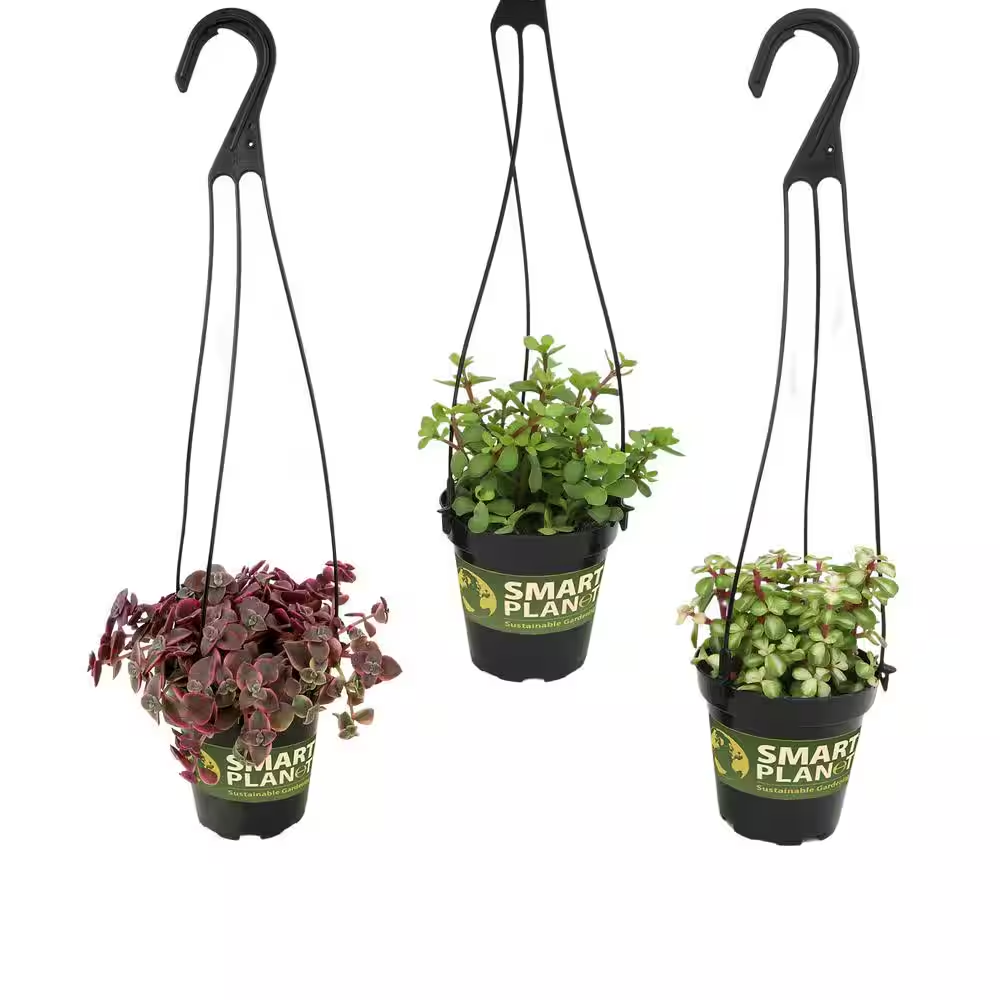 Hanging Succulent House Plants in 3.5 In. Grower Pots (3-Pack)