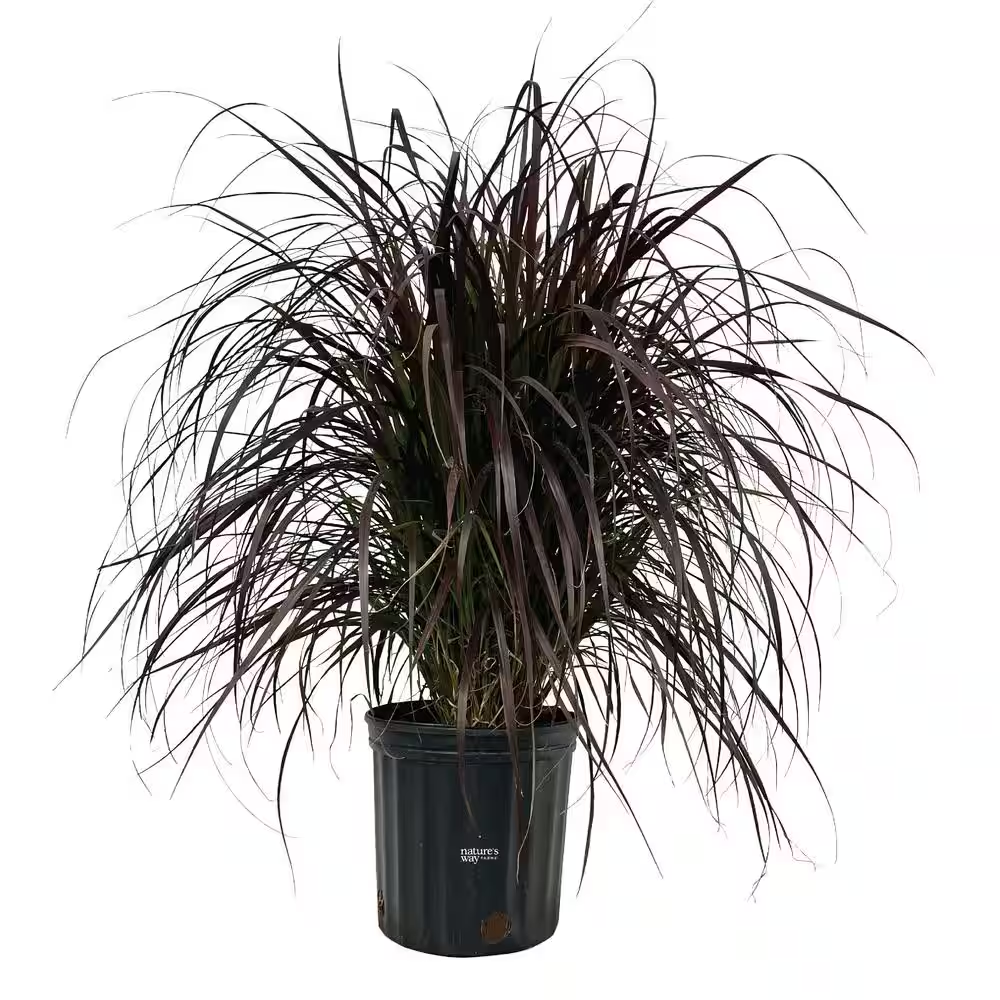 Fountain Grass Red Live Outdoor Plant in Growers Pot Avg Shipping Height 2 Ft. to 3 Ft. Tall