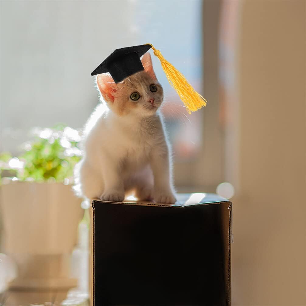 2Pcs Set Elastic Doctorial Hat cap and gown 2023 Party Supplies cat graduatio... - Picture 9 of 15