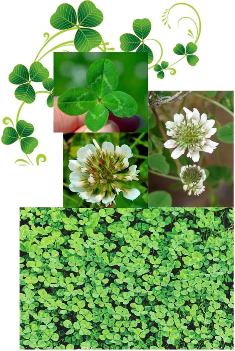 Clover Seed Small Leaf White - 100% Micro Lawn Clover for Overseeding or New Lawns - Fast and Easy Grow - Covers 15 Sq M - 60G Pack for UK Gardens