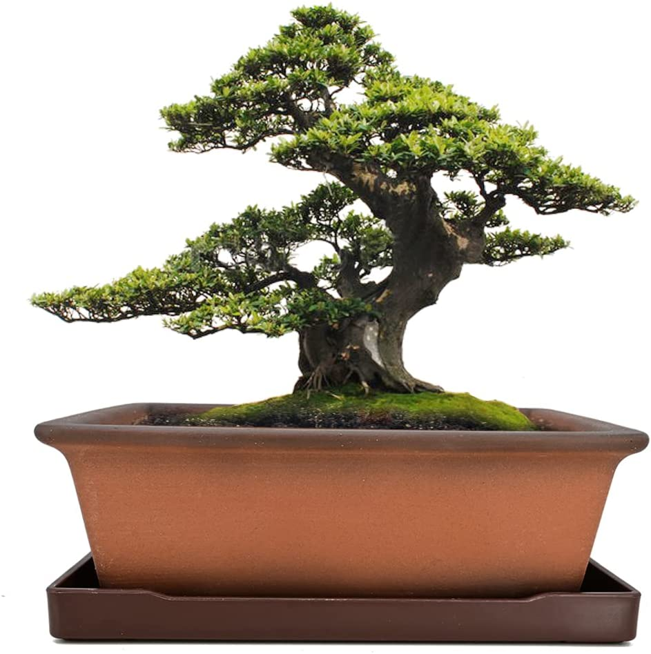 MUZHI Decorative Ceramic Bonsai Planter Pot 8.5 Inch with Breathable Unglazed