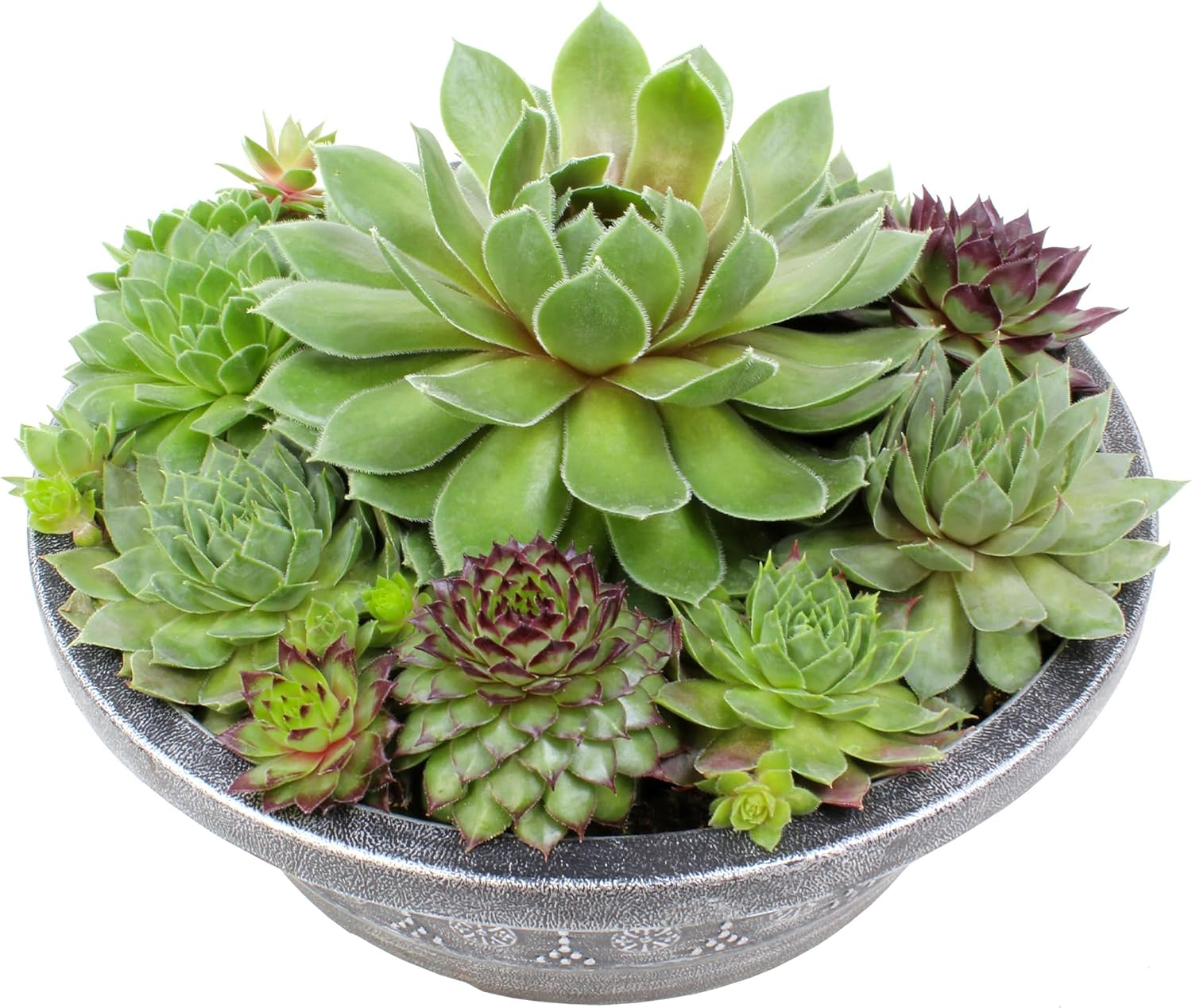 Non-Toxic Live Sempervivum Succulent Plant Gift in 8