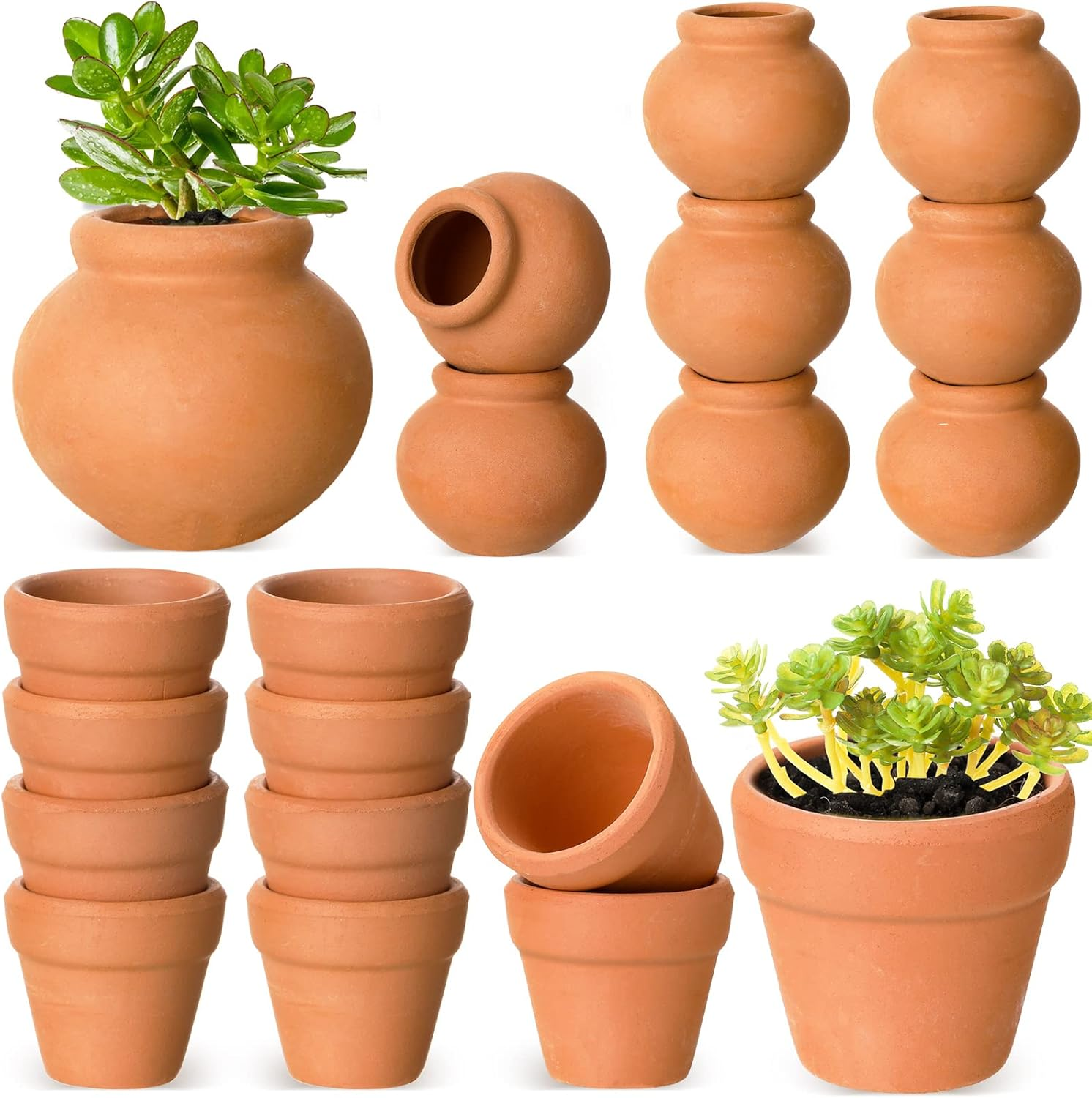 planting a peach tree in a pot Tropic Beauty Peach Tree - Live Plant in a 1 Gallon Grower's Pot