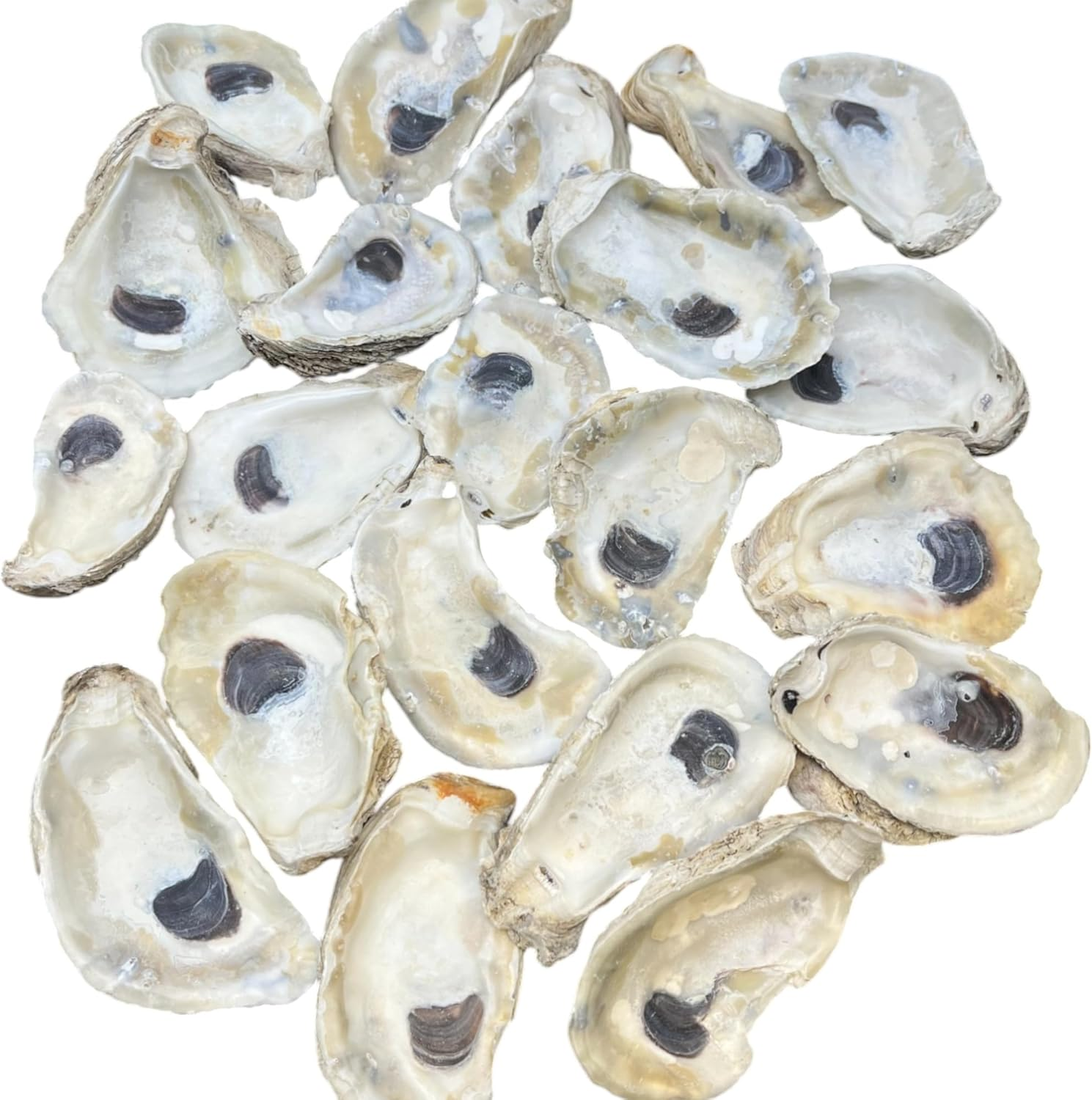 Tumbler Home Oyster Shells for Crafts, 12Pcs, 4
