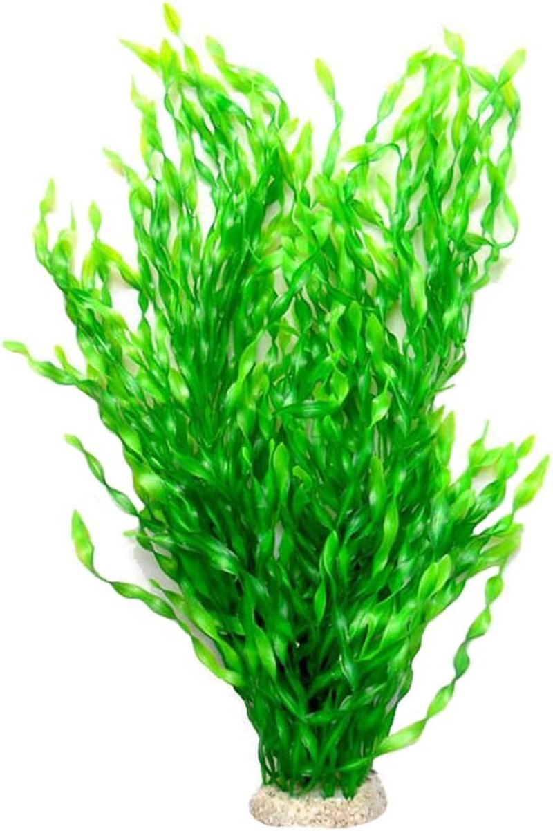 dracaena spp Dracaena Dragon Tree Green, Tree Form main image 1