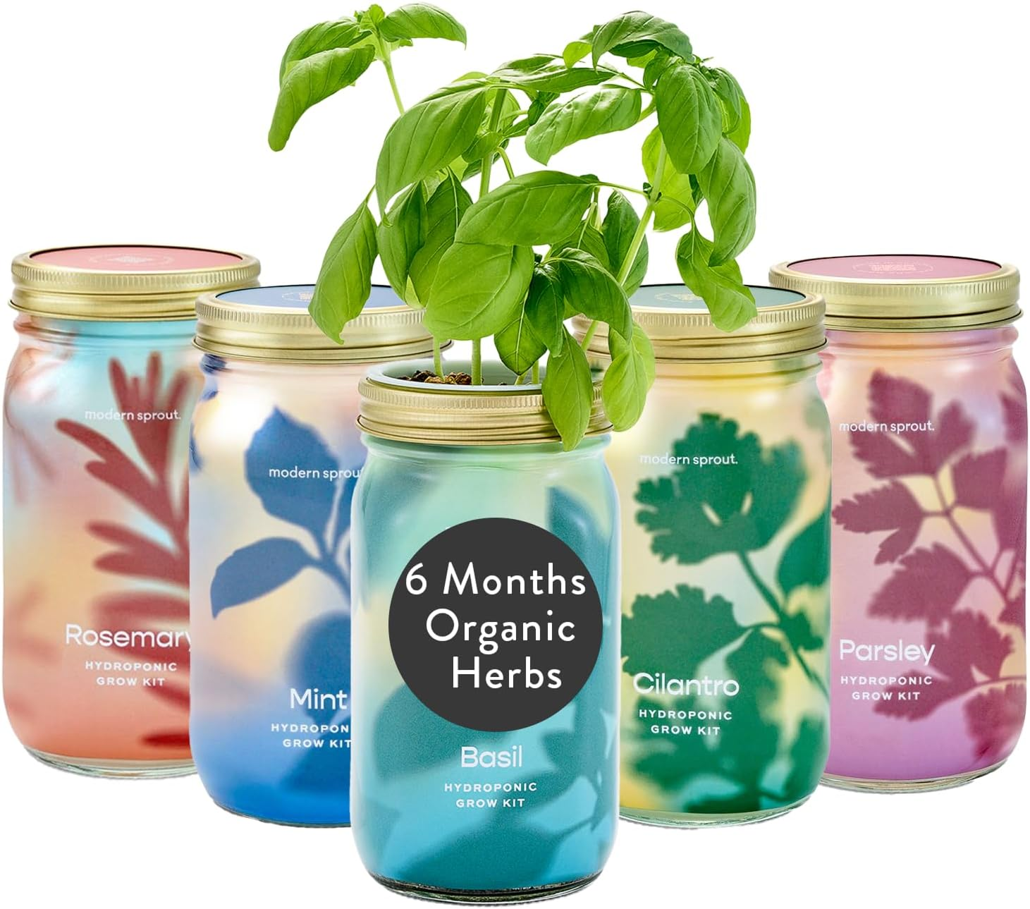 Modern Sprout Mason Jar Grow Set 5Pk - Hydroponic Indoor Herb Garden Kit