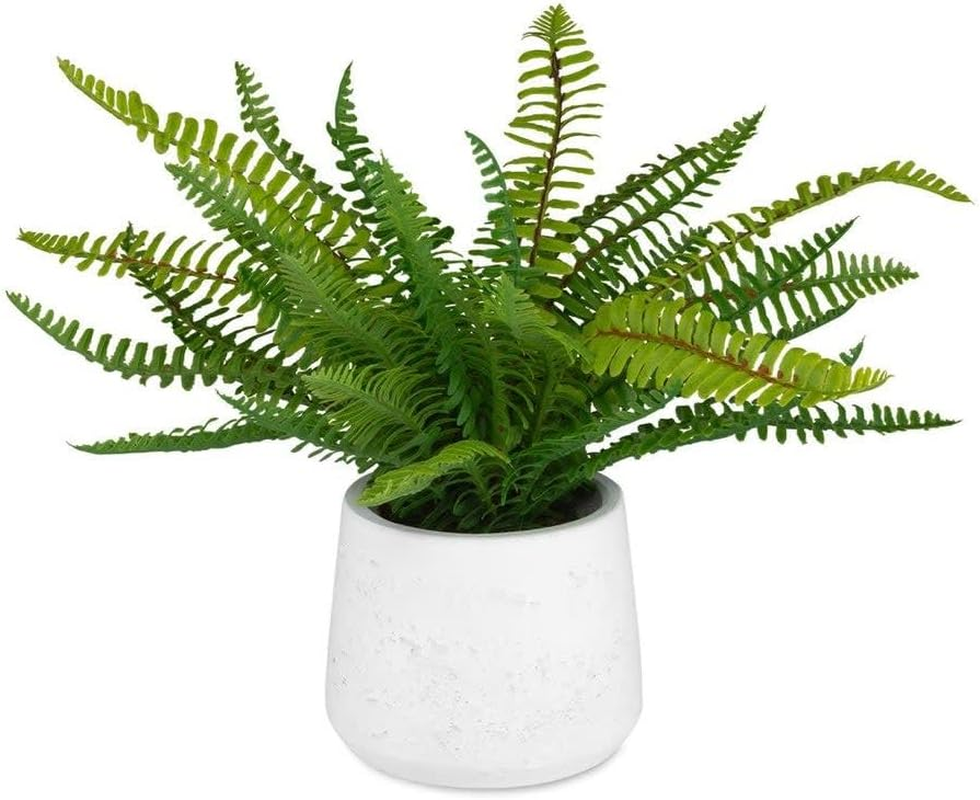 Boston Fern in Ceramic Pot - 14