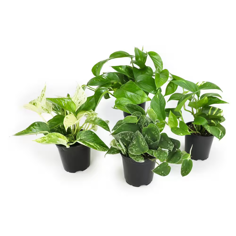 Easy Air Purifying Pothos Plants Live Indoor Houseplants Variety Pack, 4.25 In. Grower Pot, Assorted Varieties (4-Pack)