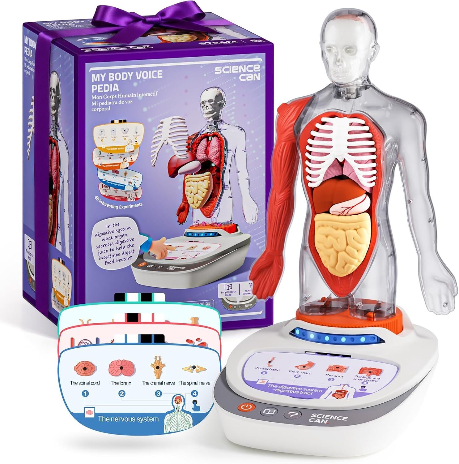 Human Body Model for Kids - Interactive Anatomy Model with 17 Pcs Removable Human Torso, STEM Educational Science Kit for Kids Aged 6+ Boys and Girls Gifts | 11" Human Anatomy Model, Knowledge/Quiz Mode, 15Pcs Removable Parts, Learning Booklet, Educational Toy, Gifts for Kids Age 6+