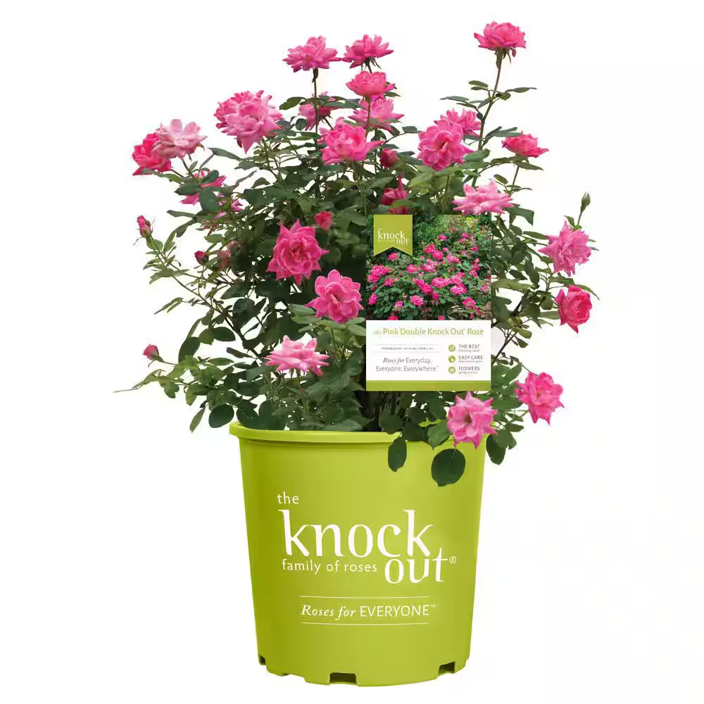 1 Gal. Pink Double Knock Out Rose Bush with Pink Flowers