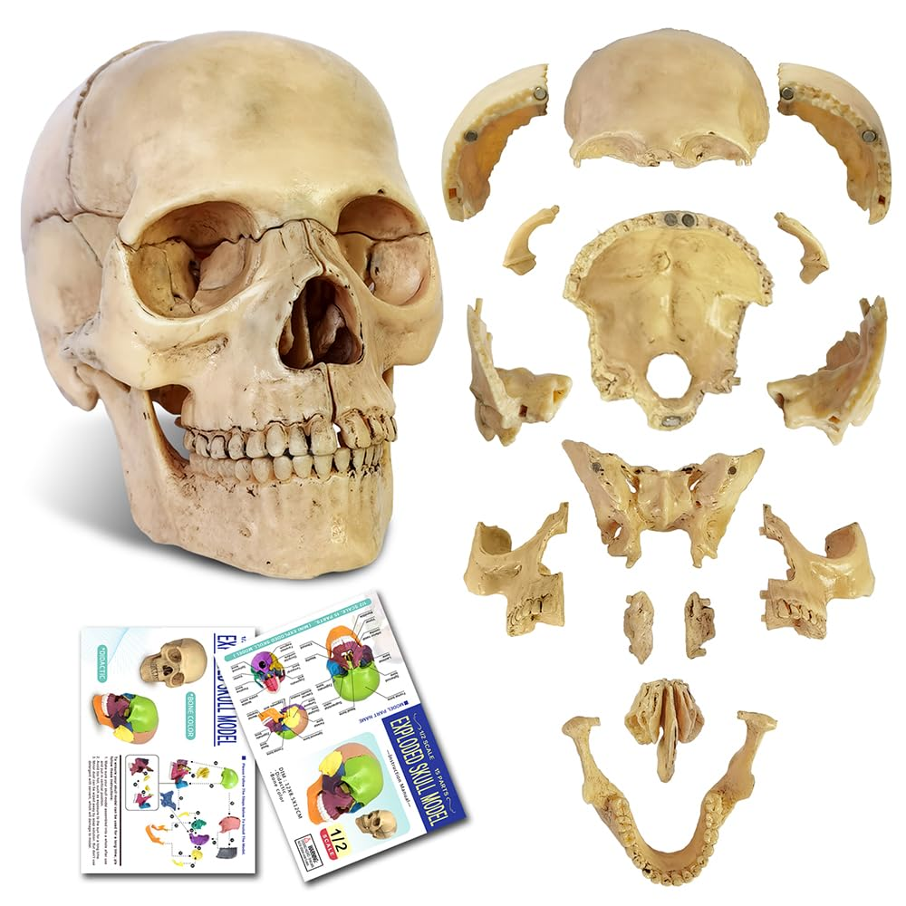 Didactic 15 Parts Anatomy Palm-Sized Human Medical Skull Model, Exploded Skull,Dental Clinic Teaching Equipment,Medical Anatomy Physiology Teaching Learning,Manual Included,Size 4.49*3.44*4.49 In