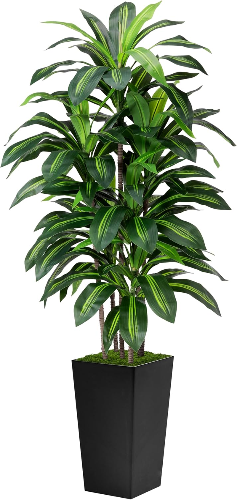 caramel marble philodendron care Philodendron Caramel Marble | Care Guide and Pro Tips - Delivery from  Toronto across Canada main image 0
