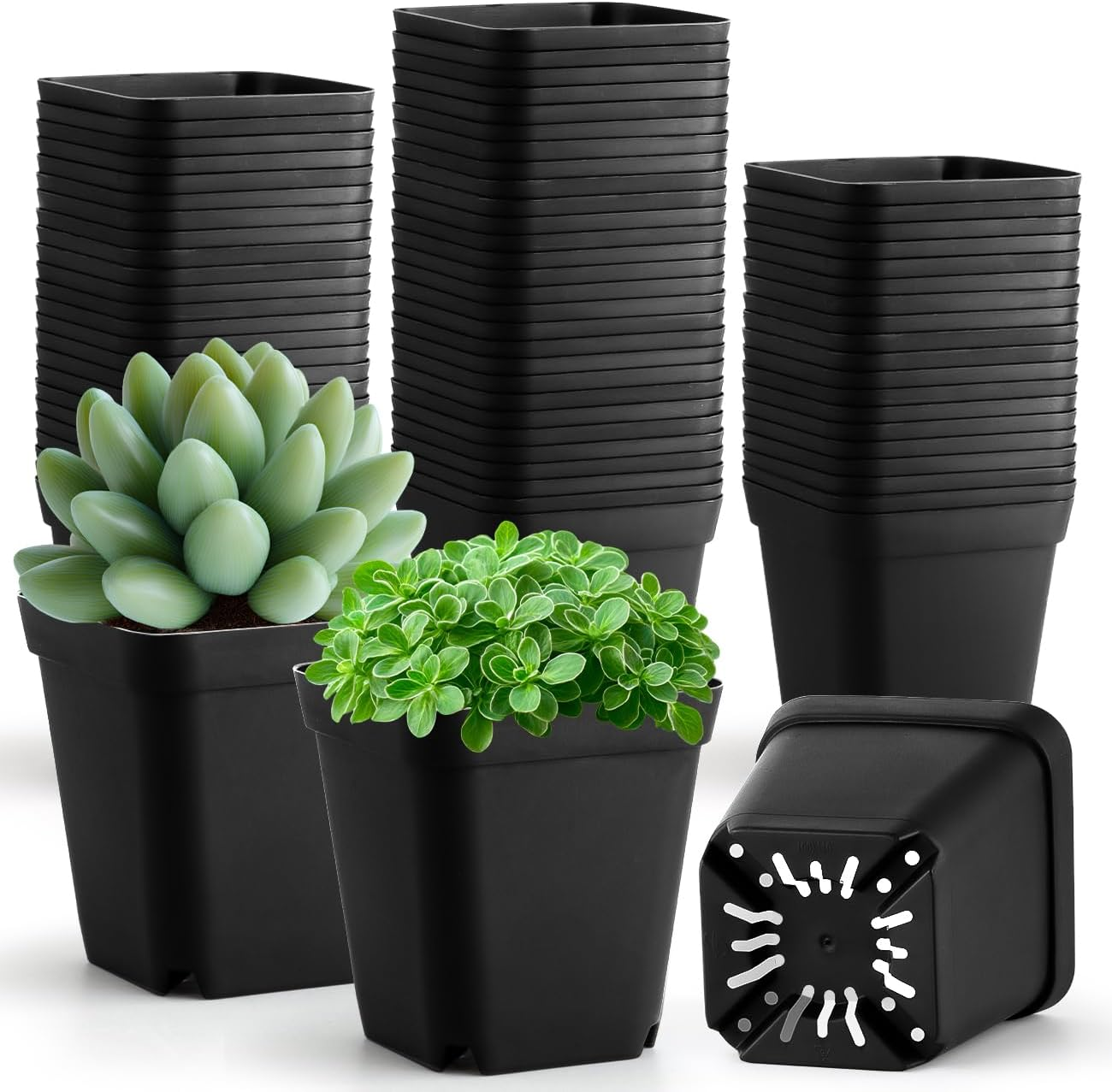 cactus potting soil mix Soil