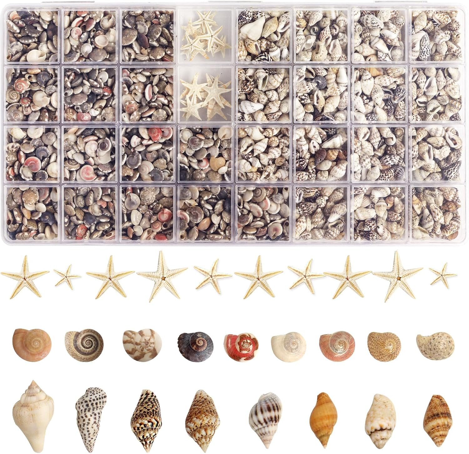 2000 PCS Tiny Sea Shells Mini Shells for Crafting & 20 Small Starfish for Fis...