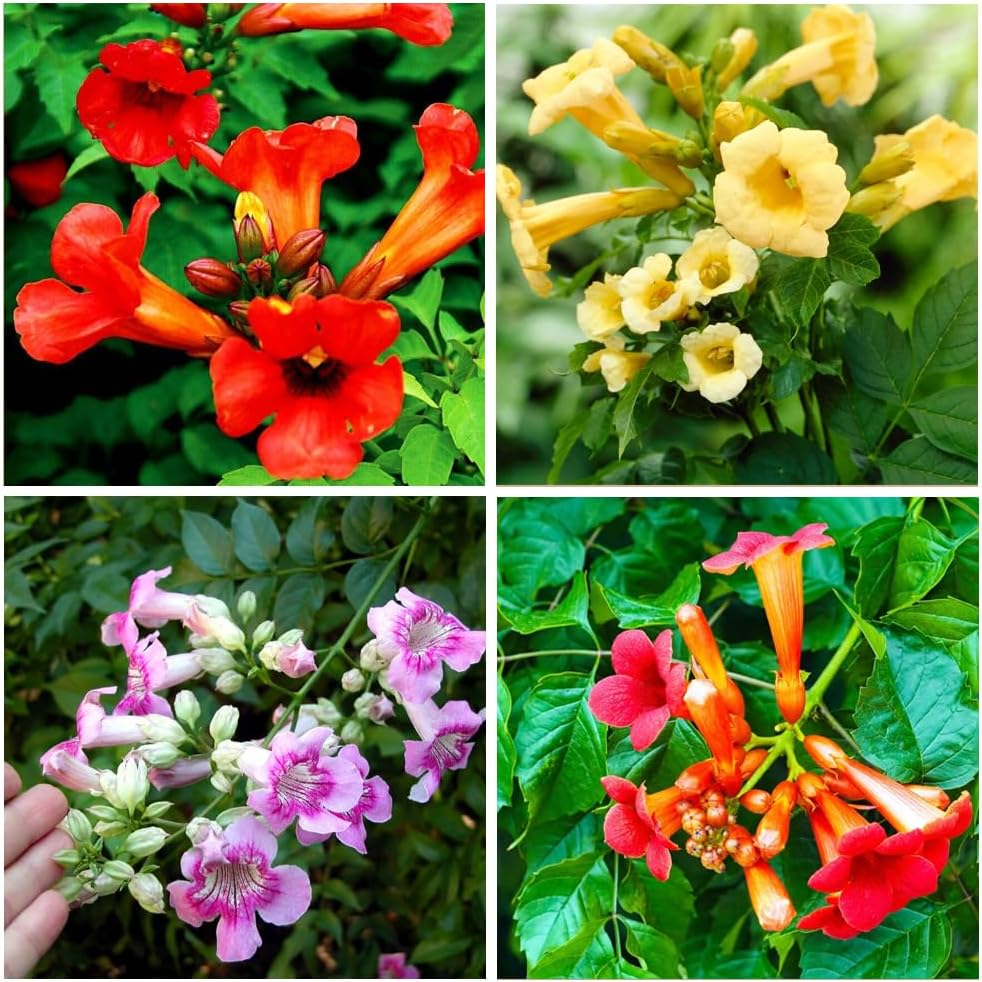 100+Hummingbird Trumpet Vine Plant Seeds-Trumpet Creeper Seeds Non-Gmo  Heirloom | eBay