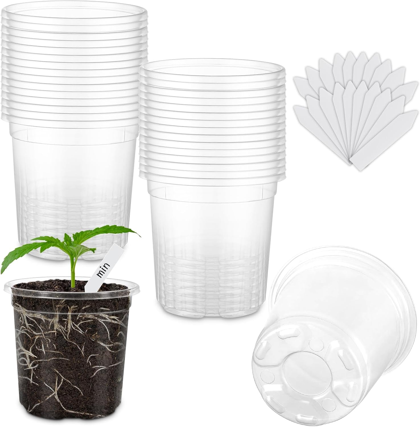 anthurium andraeanum indoor care Anthurium Andraeanum – Adplants main image 0