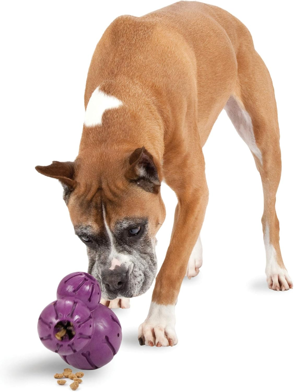 PetSafe Busy Buddy Barnacle - Dog Chew Toy - Treat Dispensing Dog Toys - Picture 8 of 14