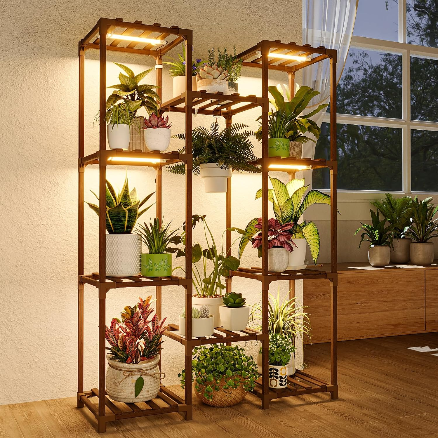 buy jade plants Buy Crassula Jade plant