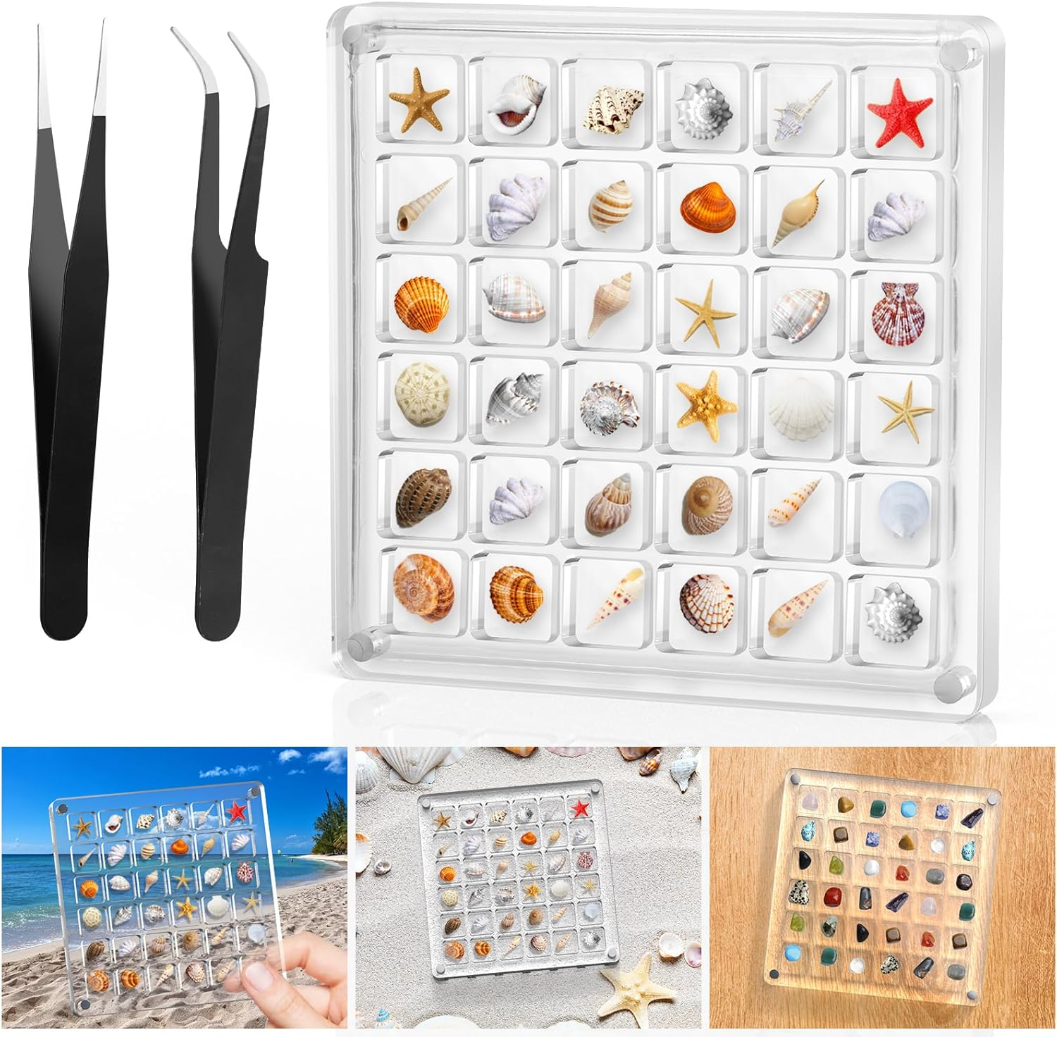 Clear Acrylic Seashell Display Box with 36 Grids for Beach Magnet Storage