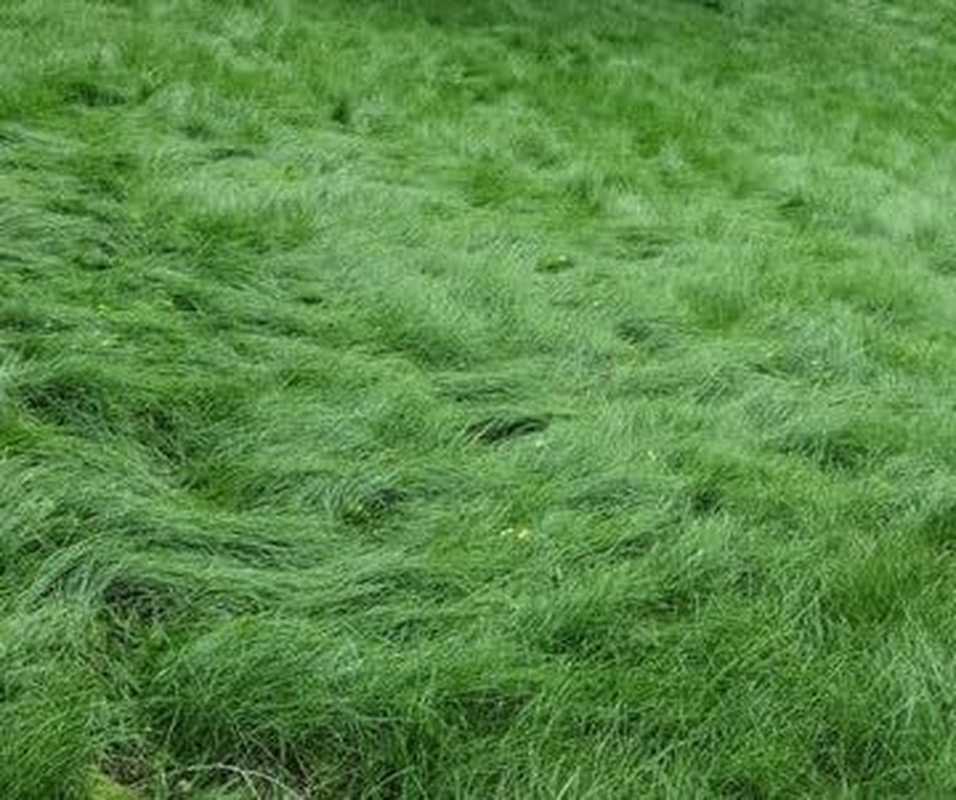 No Mow Lawn Grass Seed, Dwarf Fine Fescue Mix, Low Maintenance Lawn Seed, 1 Pound Pack