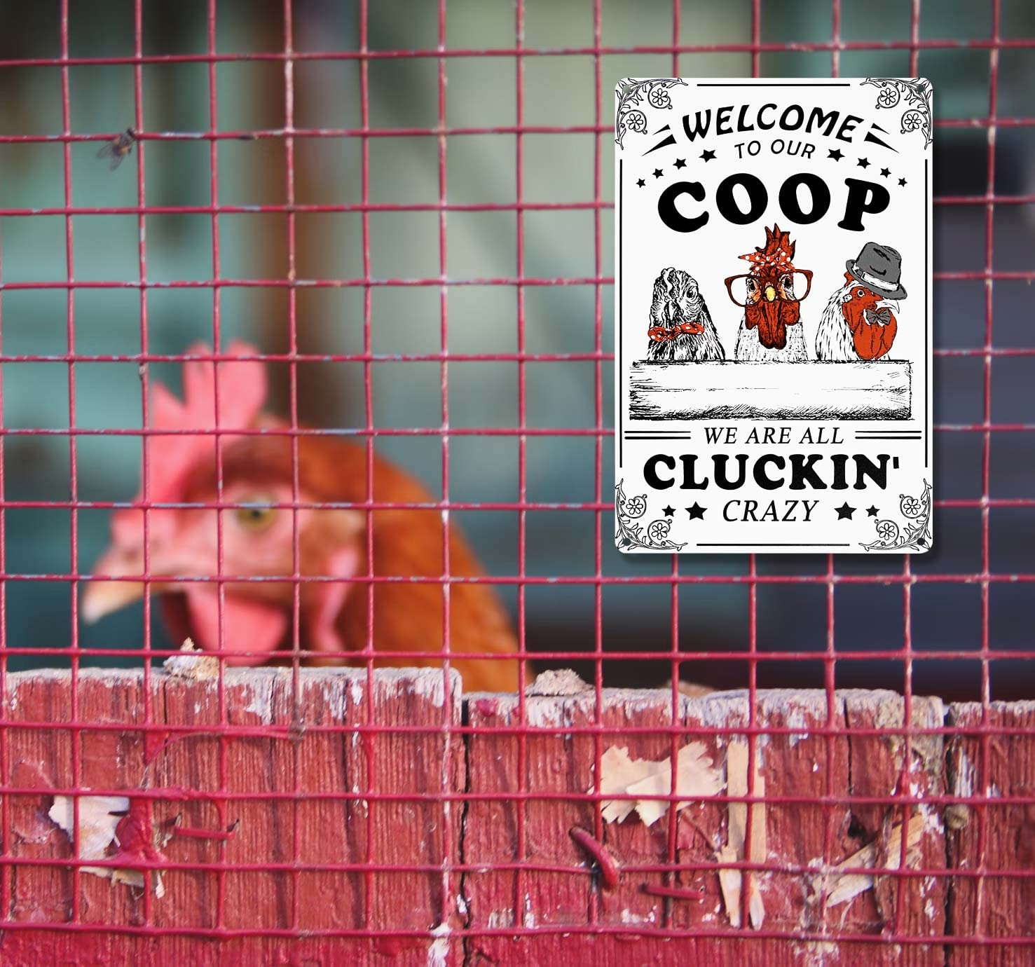Welcome To Our Coop We Are All Cluckin Crazy Funny Chicken Sign Chicken Coop ... - Picture 8 of 17
