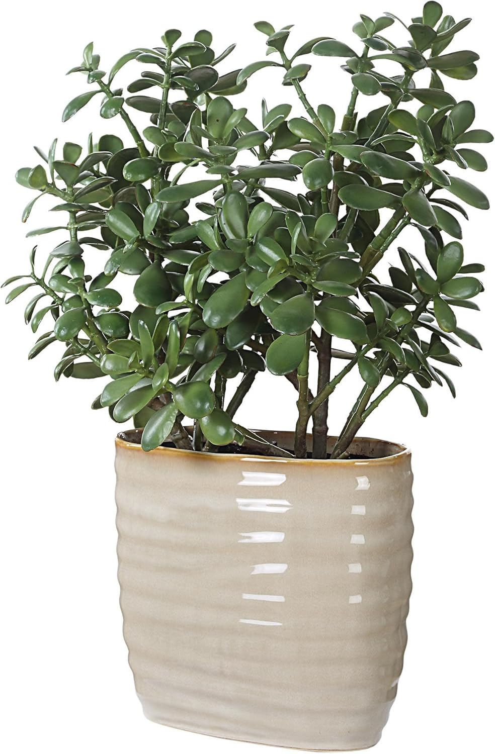 Crassula Jade Planter - 23.5
