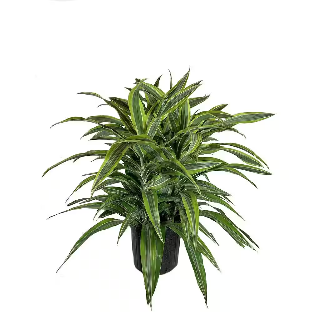 Dracaena Lemon Lime-Live Plant in an 10 Inch Growers Pot-Dracaena Warneckii Lemon Lime'-Air Purifying Houseplant