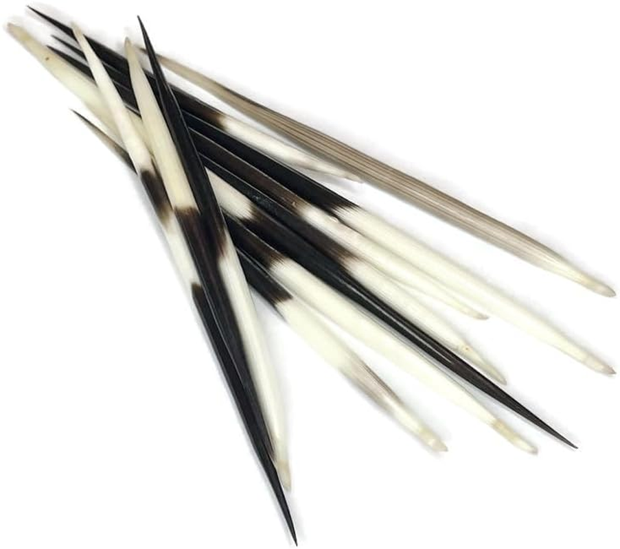 African Porcupine Quills 3