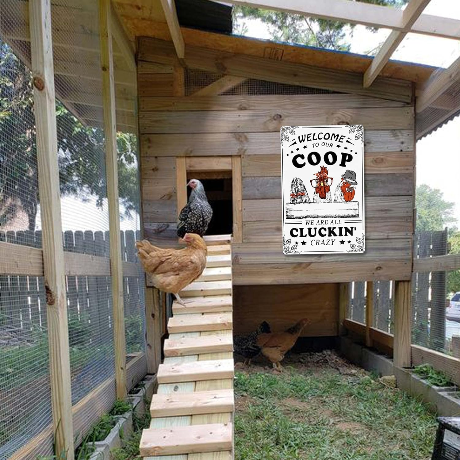 Welcome To Our Coop We Are All Cluckin Crazy Funny Chicken Sign Chicken Coop ... - Picture 6 of 17