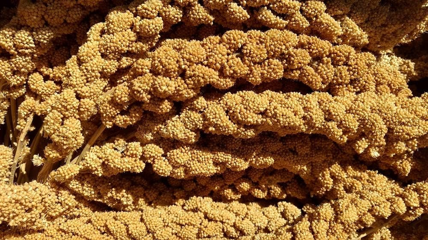 California Golden Spray Millet for Birds Sweet Flavor Sun-Dried 100 Ounce